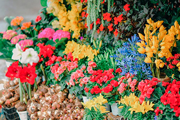 Diversas flores y plantas de exterior