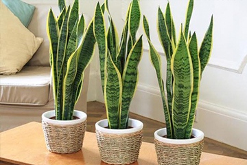 Tres plantas de sansevieria
