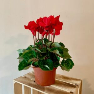 Ciclamen rojo en maceta pequeña